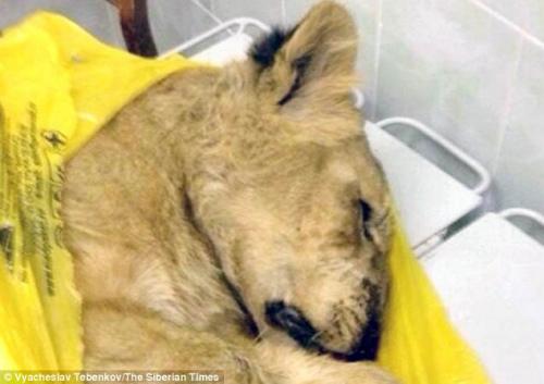 Ů�Ӵ�ʨ���ϻ����ֻ� ���ѳ��ǡ���è��