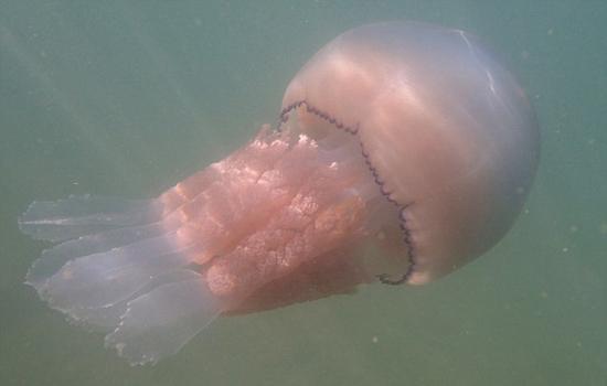 Ӣ����̲���־���Ͱˮĸ ֱ��1���ش�20���ͼ��