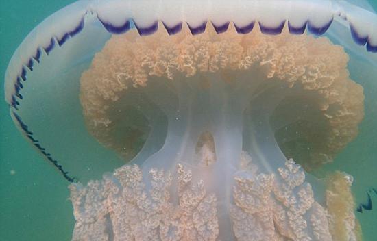 Ӣ����̲���־���Ͱˮĸ ֱ��1���ش�20���ͼ��