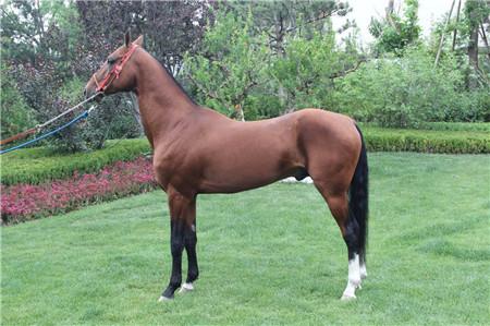 ��Ѫ�����ٴ����౱�� �ֹ����Ǳ����еı���