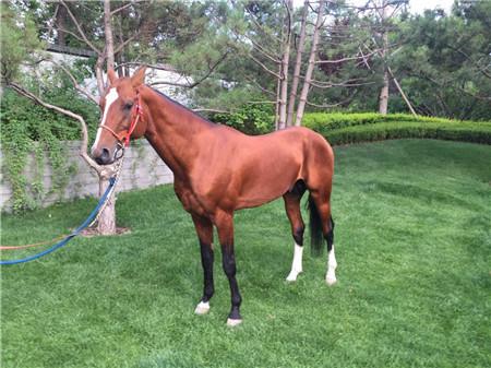 ��Ѫ�����ٴ����౱�� �ֹ����Ǳ����еı���